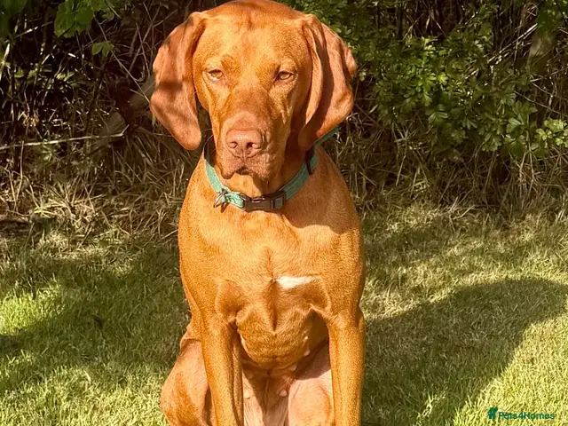 Hungarian Vizsla dogs for sale: Hungarian vizlas - Advert 1