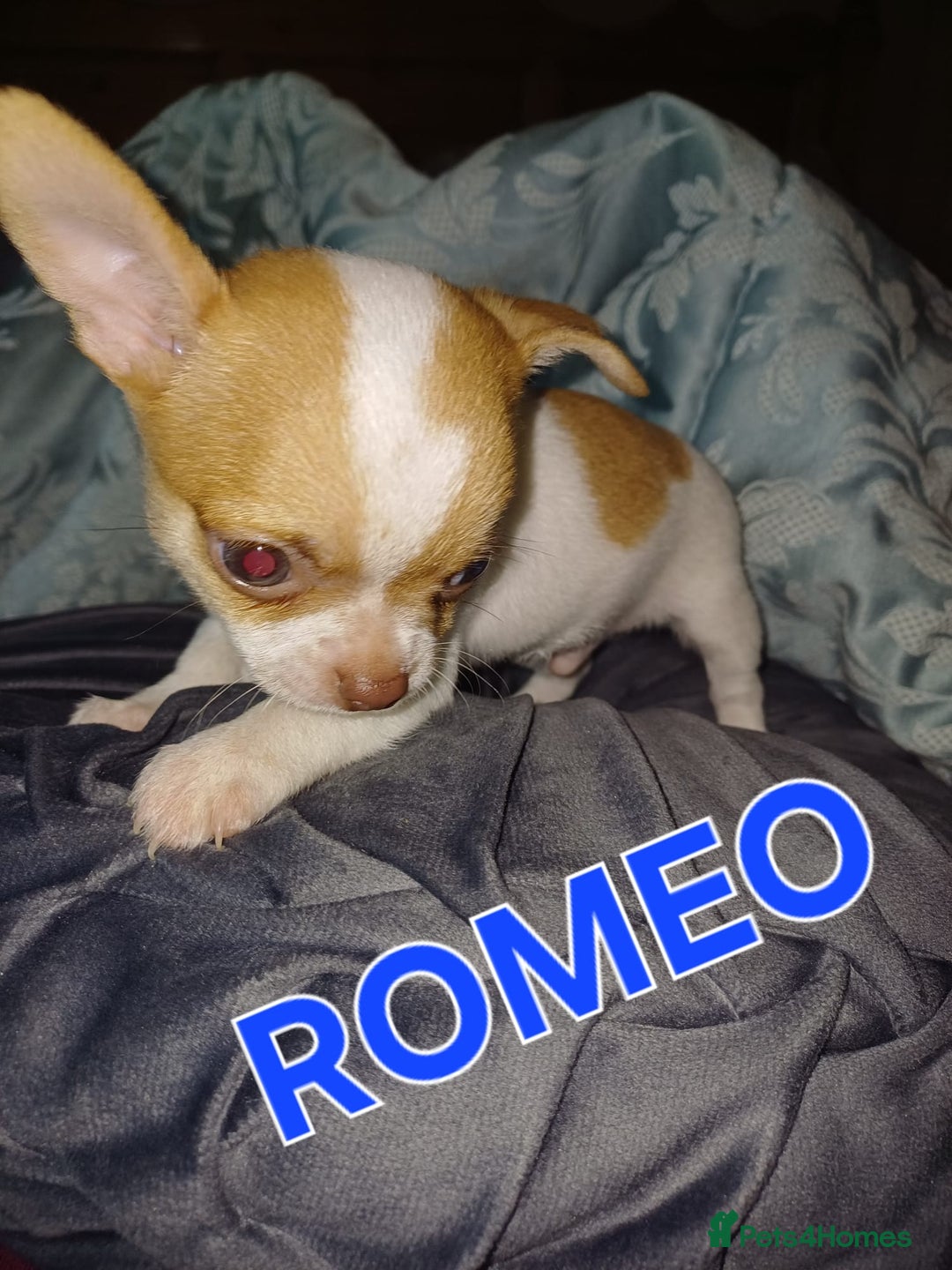 Chihuahua dogs for sale: Chihuahua pups stunning - Image 38