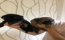 Shih Tzu dogs for sale: Imperial Shih tzu  - Image 3