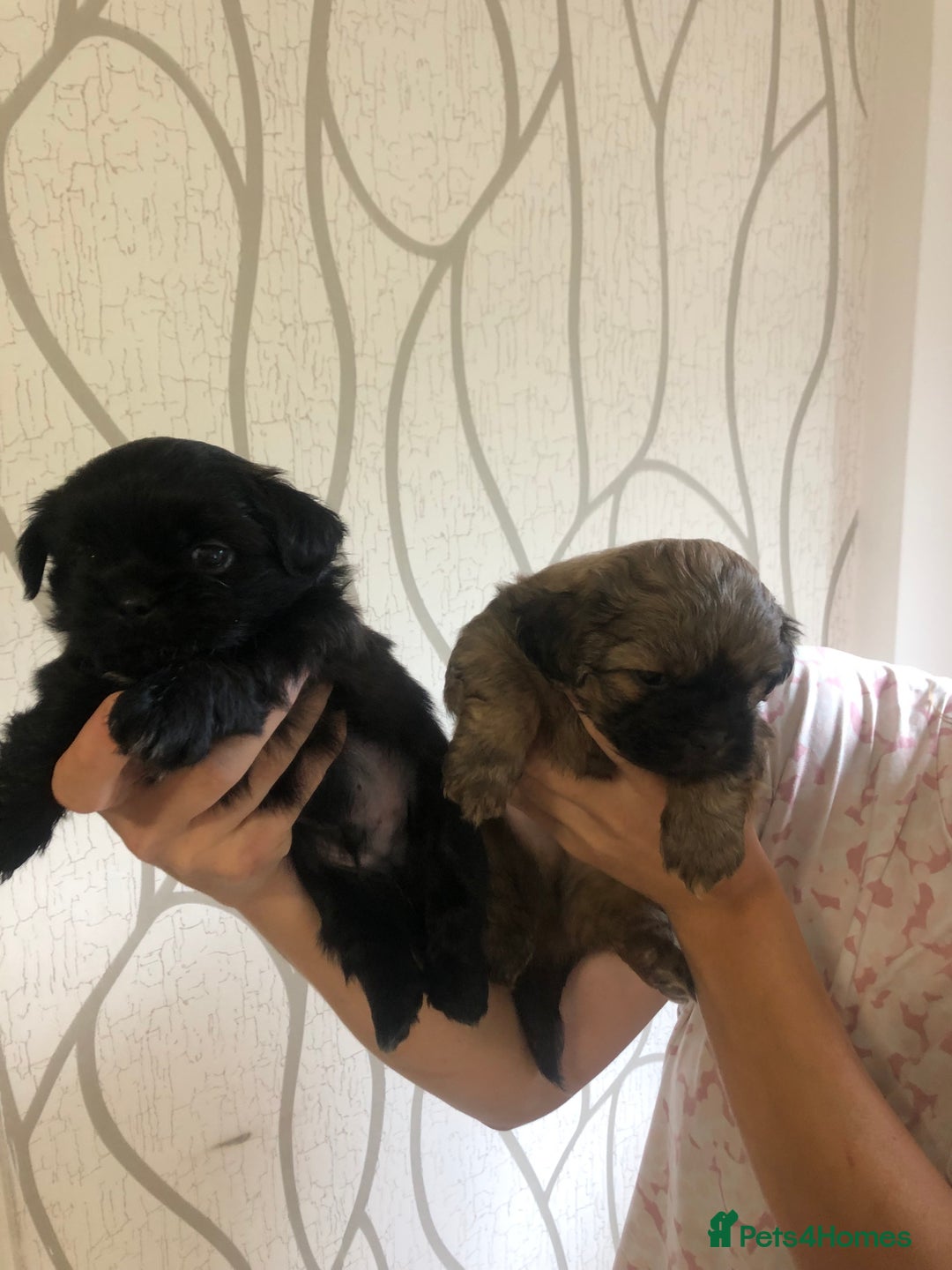 Shih Tzu dogs for sale: Imperial Shih tzu  - Image 3