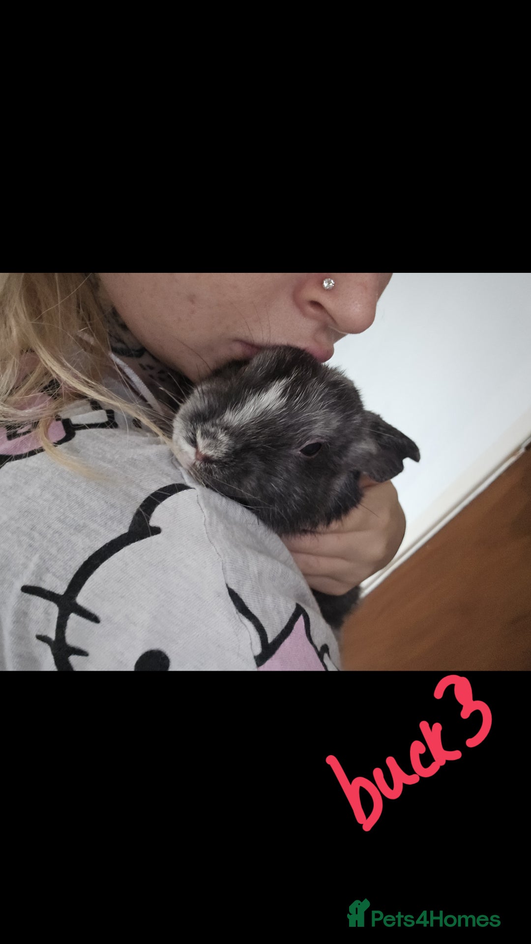 Harlequin rabbits for sale: URGENT 3 bunnies needing rehome 🫶♥️ - Advert 10