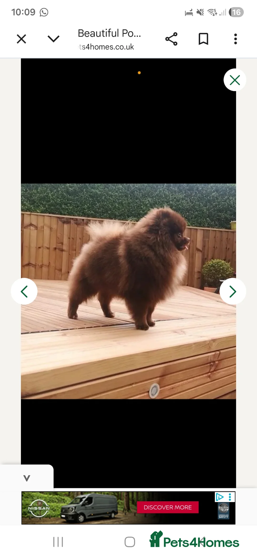 Pomeranian dogs for sale: 8 week old female black pomeranian in Manchester - Advert 6