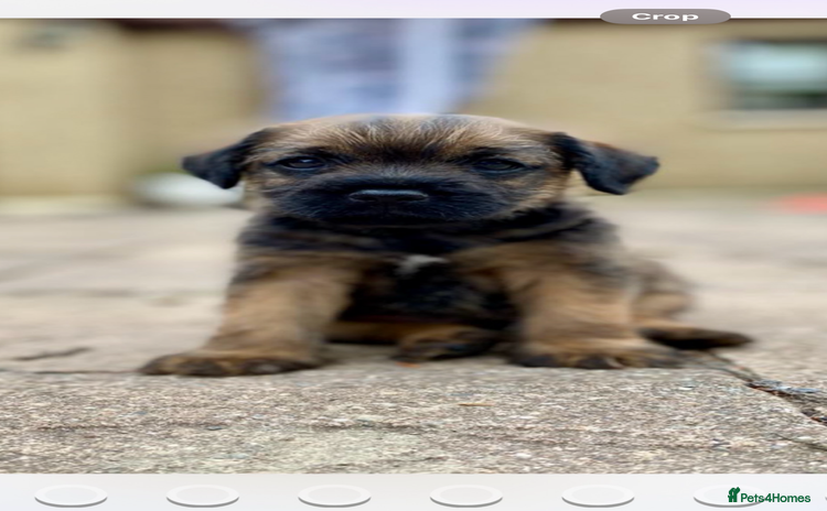 Border Terrier dogs - Advert 1