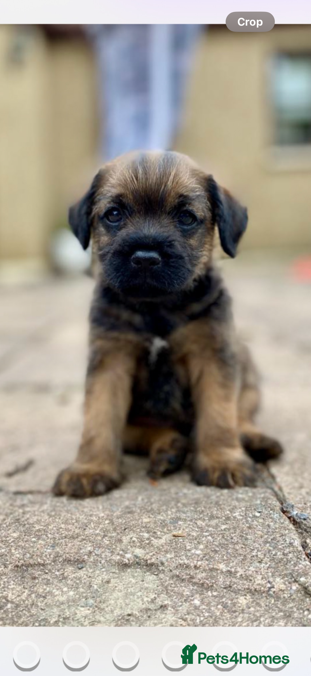Border Terrier dogs for sale: Outstanding Quality KC Border Terriers  - Image 1