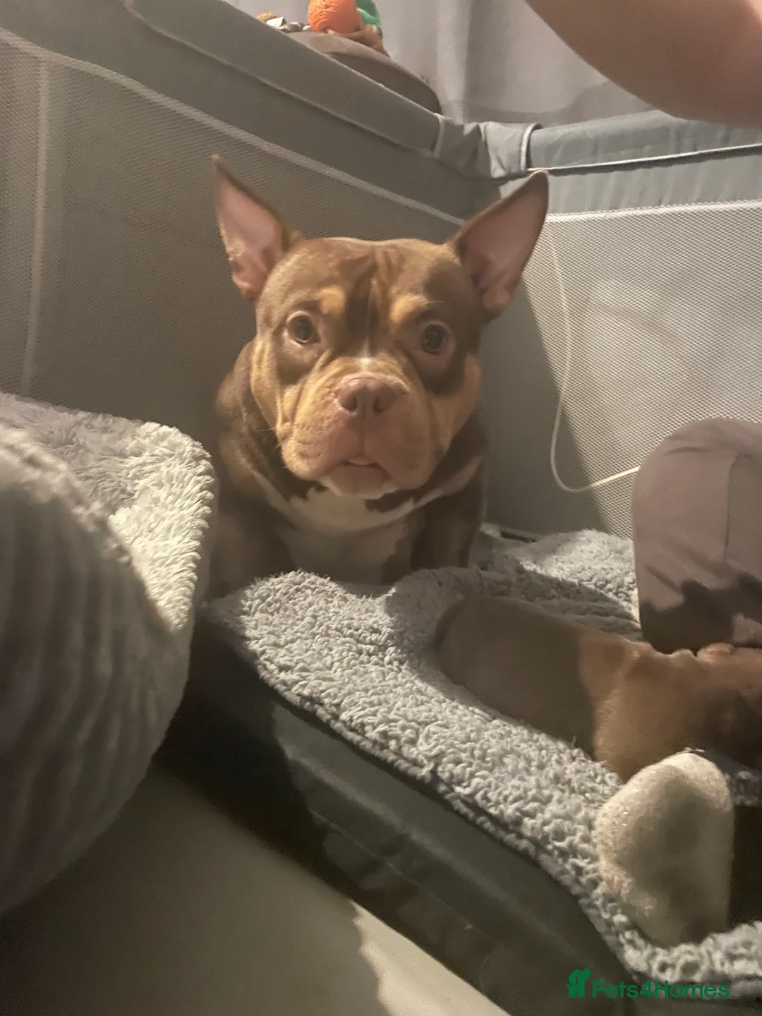 American Bully dogs for sale: POCKET BULLYS CHAMPION BLOOD LINES ABKC REGISTERD - Advert 7