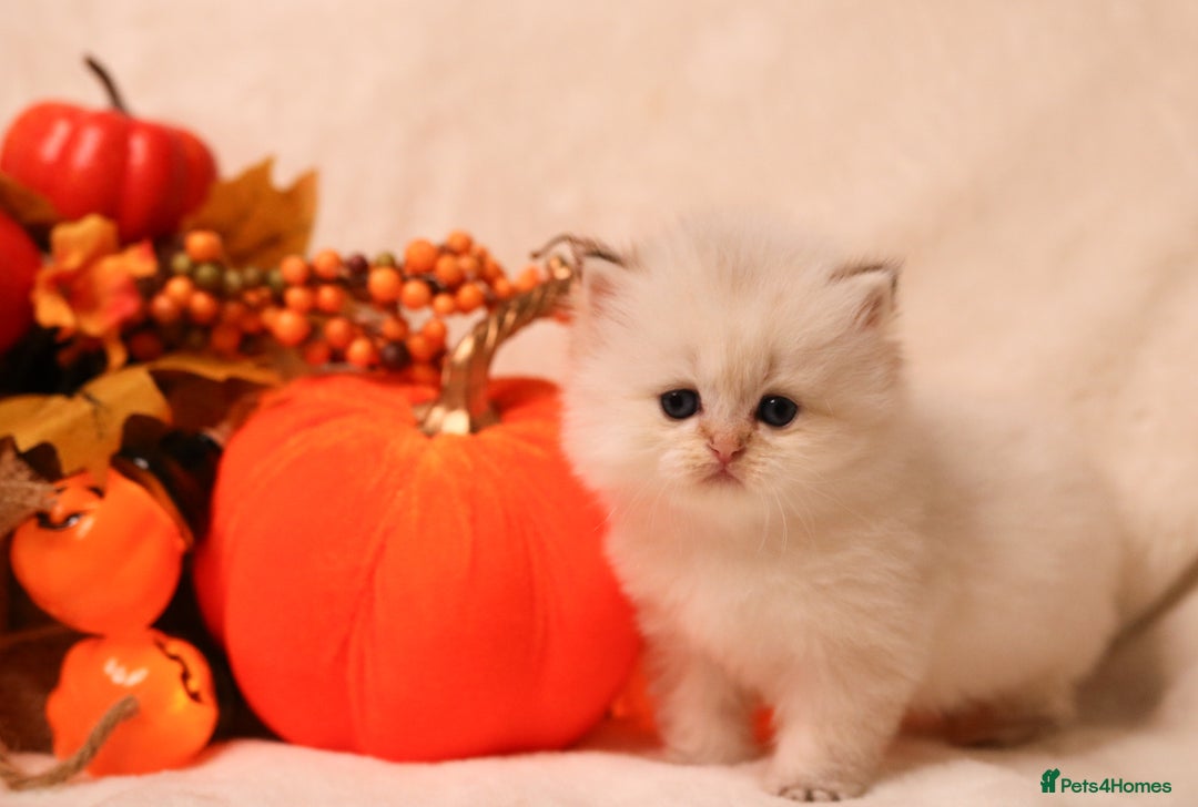 British Shorthair cats for sale: British SH and LH available  - Image 7