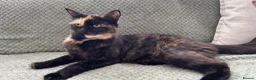 Mixed Breed cats for sale: 5 very pretty and beautiful kittnes - Advert 32