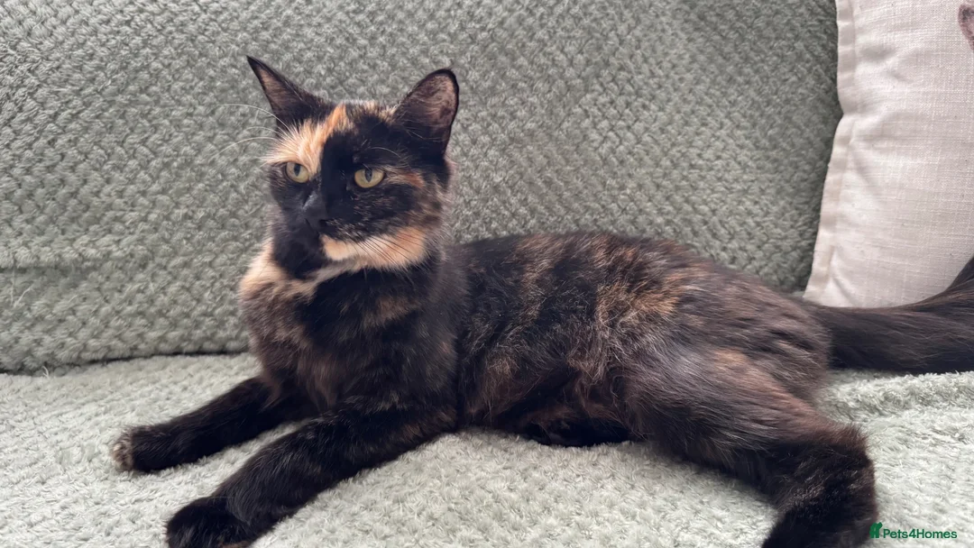 Mixed Breed cats for sale: 5 very pretty and beautiful kittnes - Advert 32