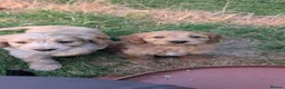 Cockapoo dogs for sale: Licensed breeder, health tested F1 cockapoos - Advert 3