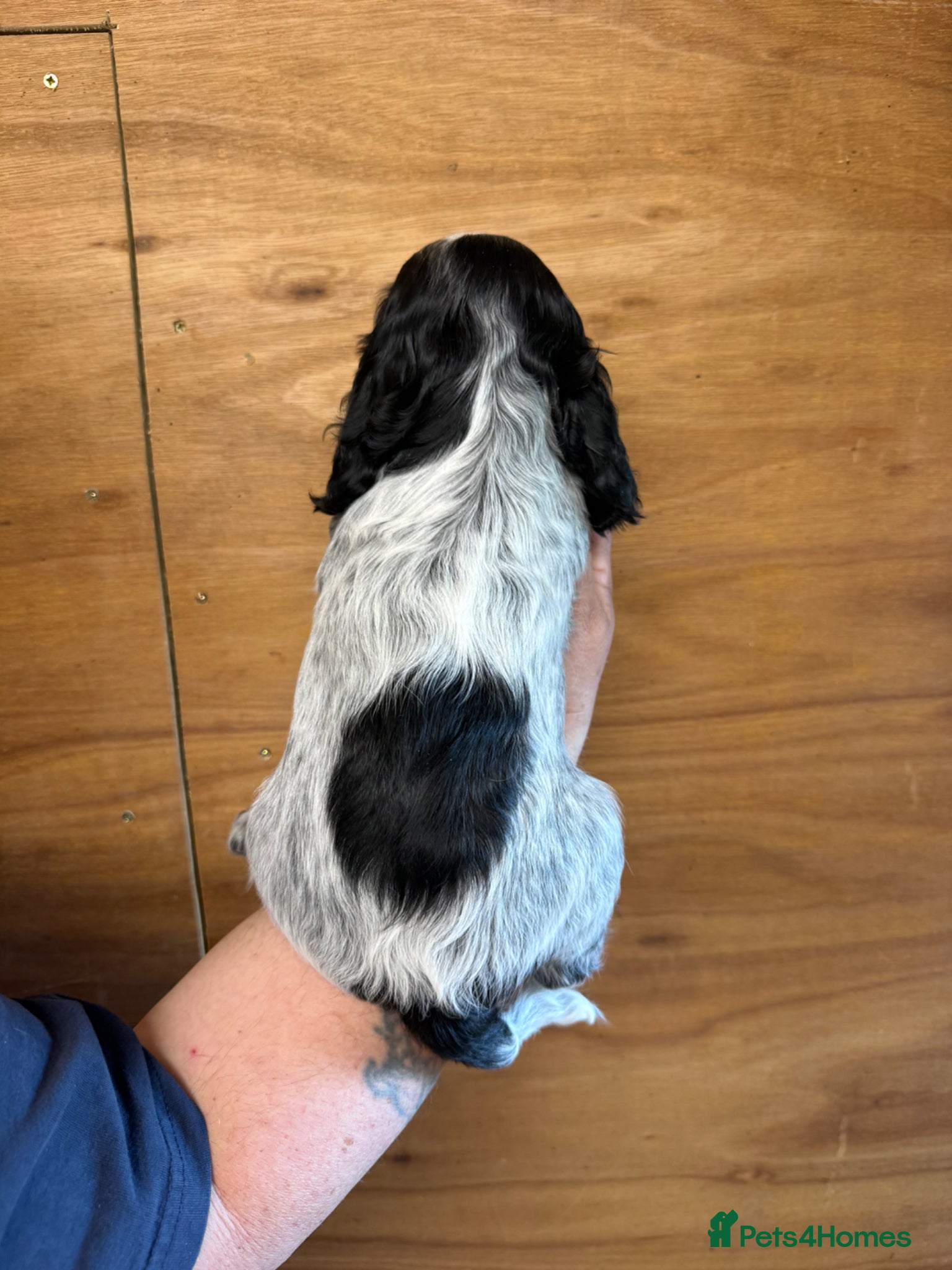 Cocker Spaniel dogs for sale: 5 Gorgeous Chunky Show Type Cocker Spaniels  - Advert 5