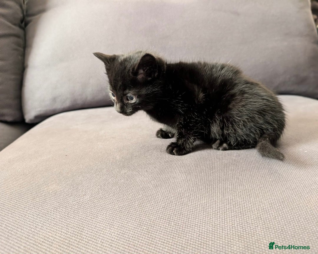 Domestic Shorthair cats for sale: Adorable domestic shorthair kittens, ready to go - Advert 12