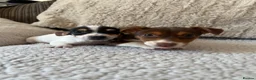 Jack Russell dogs for sale: Jack Russell Puppies - Advert 6