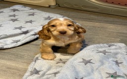 Cocker Spaniel dogs for sale: KC Show Cocker Spaniels fully health tested  - Image 5