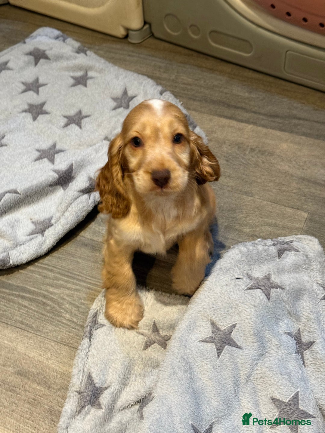 Cocker Spaniel dogs for sale: KC Show Cocker Spaniels fully health tested  - Image 5