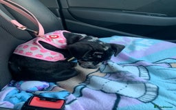 Mixed Breed dogs for sale: 4 month old female - Image 1