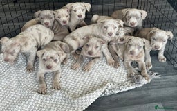 Cane Corso dogs for sale: Cane corso pups  - Image 1