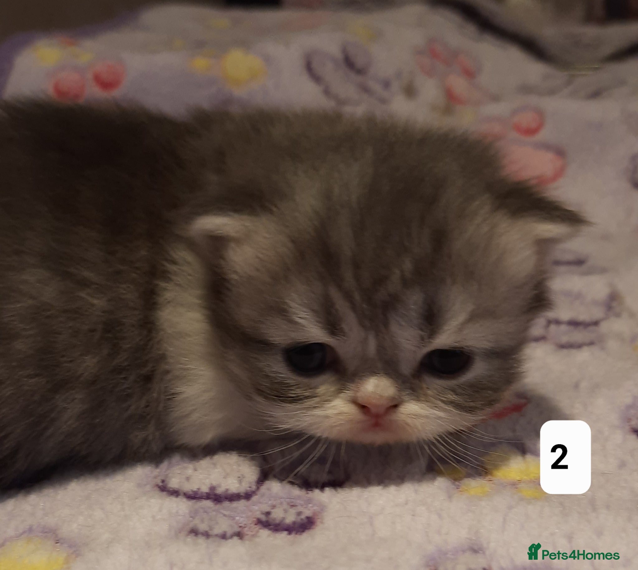 Persian cats GCCF Registered 3 Persian and 2 Exotic kittens - Advert 7