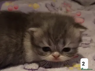 Persian cats GCCF Registered 3 Persian and 2 Exotic kittens - Advert 7