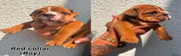 English Bulldog dogs for stud: KC health tested standard red male  - Advert 10