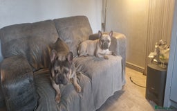 French Bulldog dogs for sale: 2 male French bulldogs - Image 3