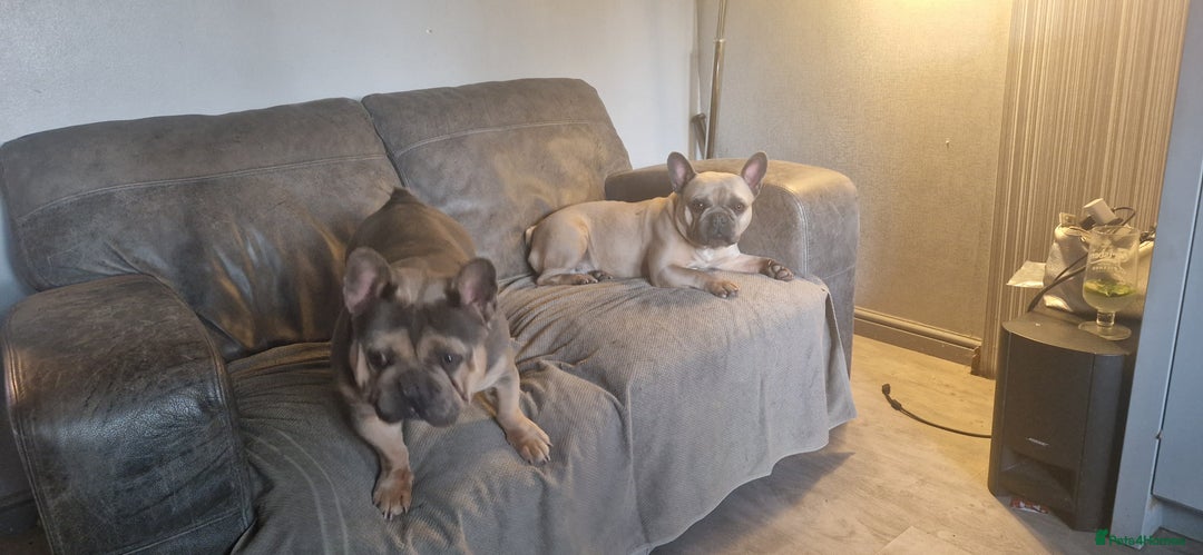 French Bulldog dogs for sale: 2 male French bulldogs - Image 3