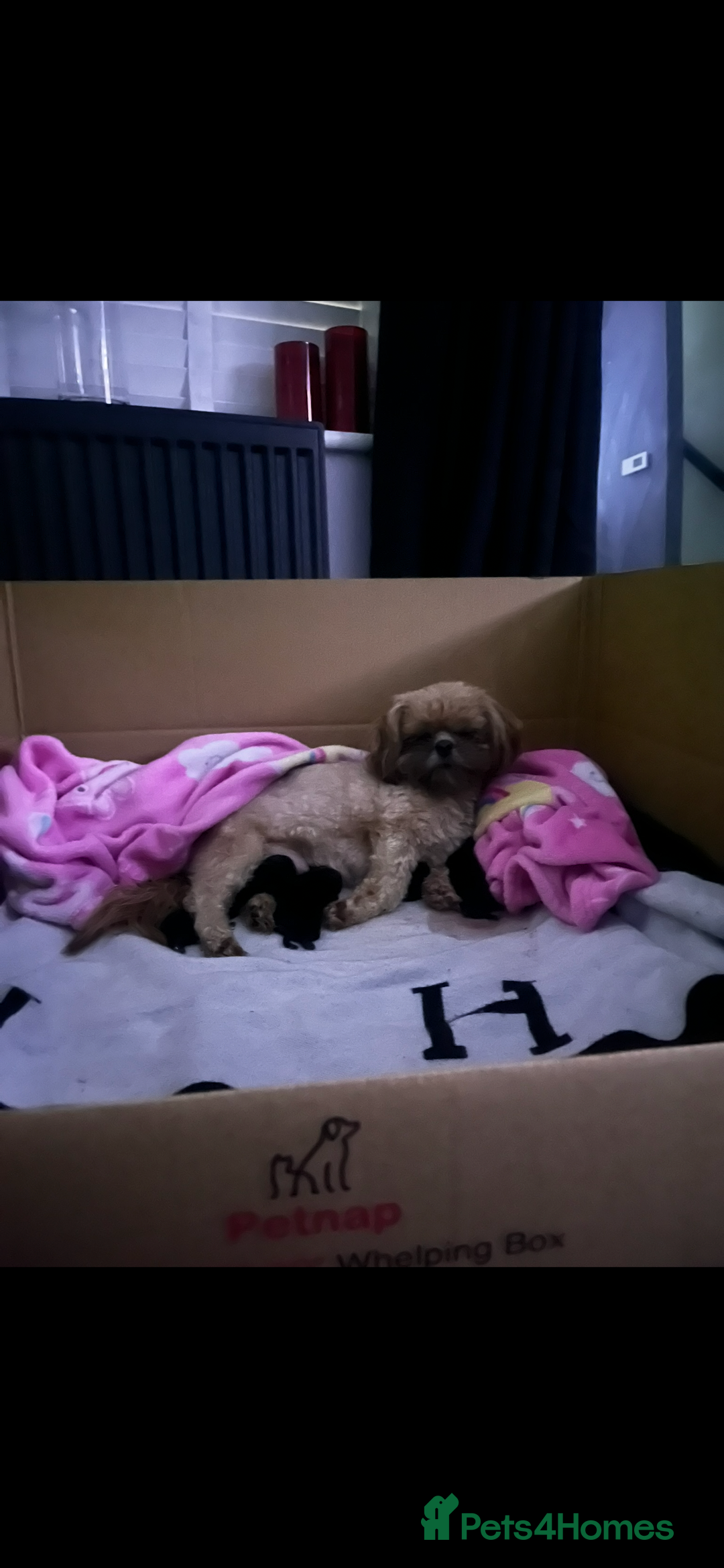 Shih Tzu dogs for sale: Rare solid black imperial Shih Tzu  - Advert 8