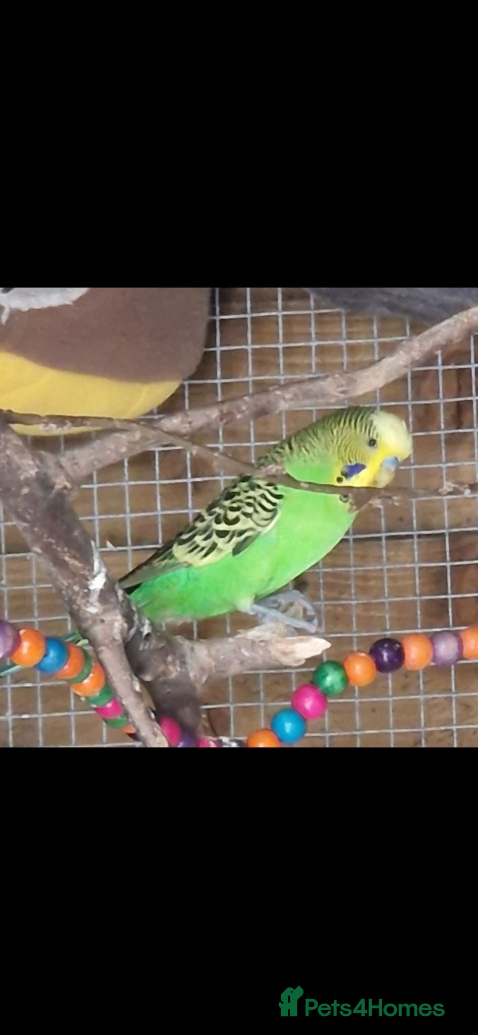 Budgerigars birds 4 blue chicks and 1 adult male  - Advert 5
