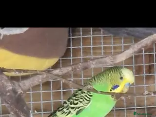 Budgerigars birds 4 blue chicks and 1 adult male - Advert 5