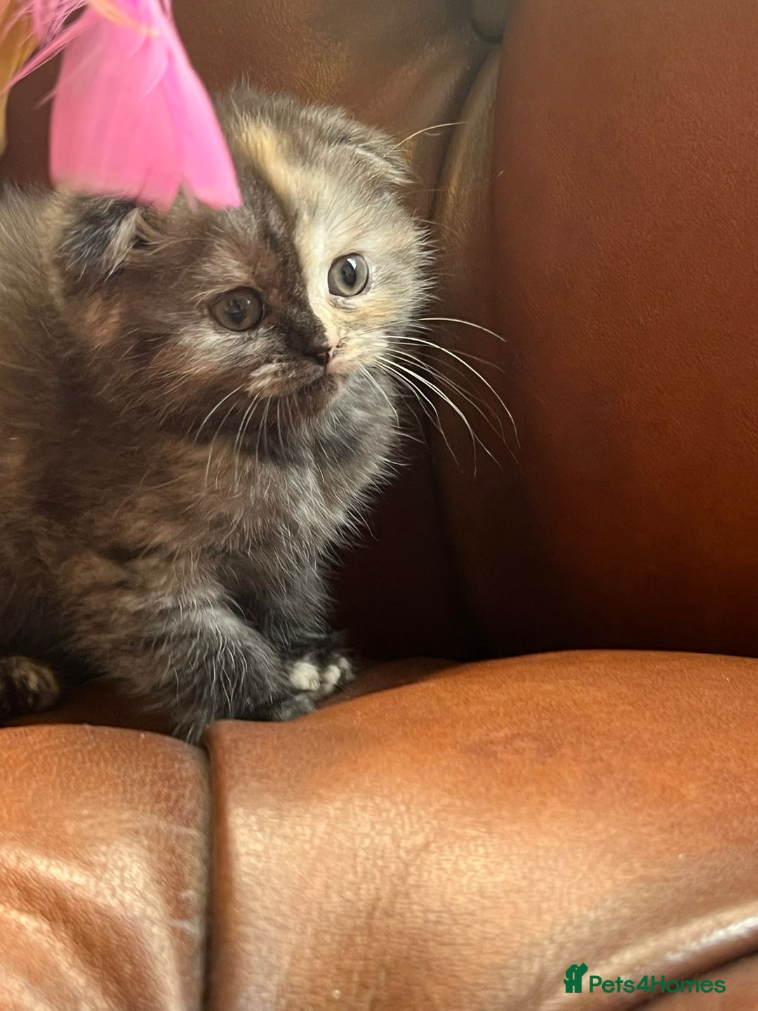 Scottish Fold cats for sale: 💫🐾Adorable kittens looking for loving homes🐾💫 - Image 5