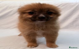 Pomeranian dogs for sale: 4 stunning Pomeranian girls ready for collection  - Image 6
