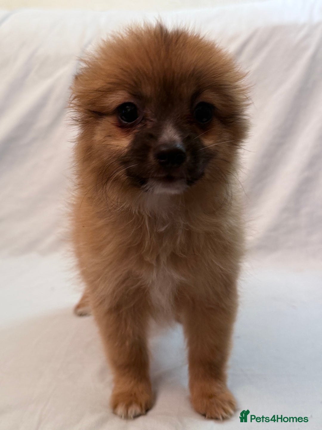 Pomeranian dogs for sale: 4 stunning Pomeranian girls ready for collection  - Image 6