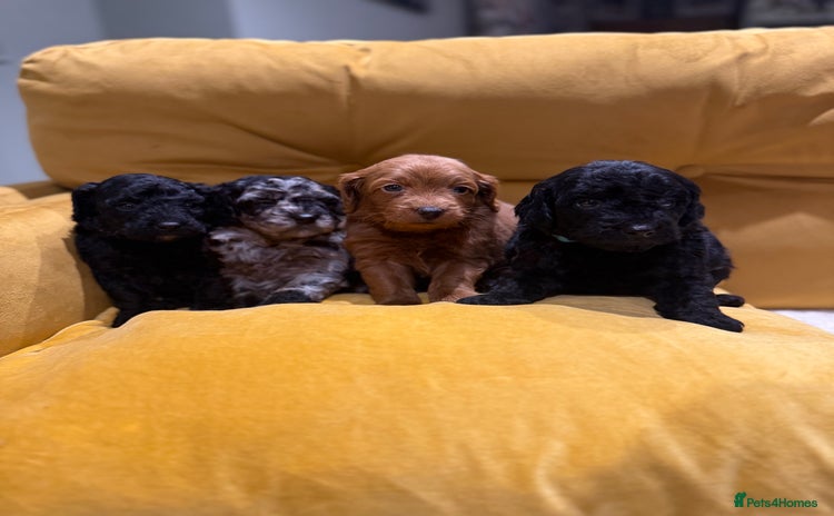 Cockapoo dogs cockapoos  - Advert 2