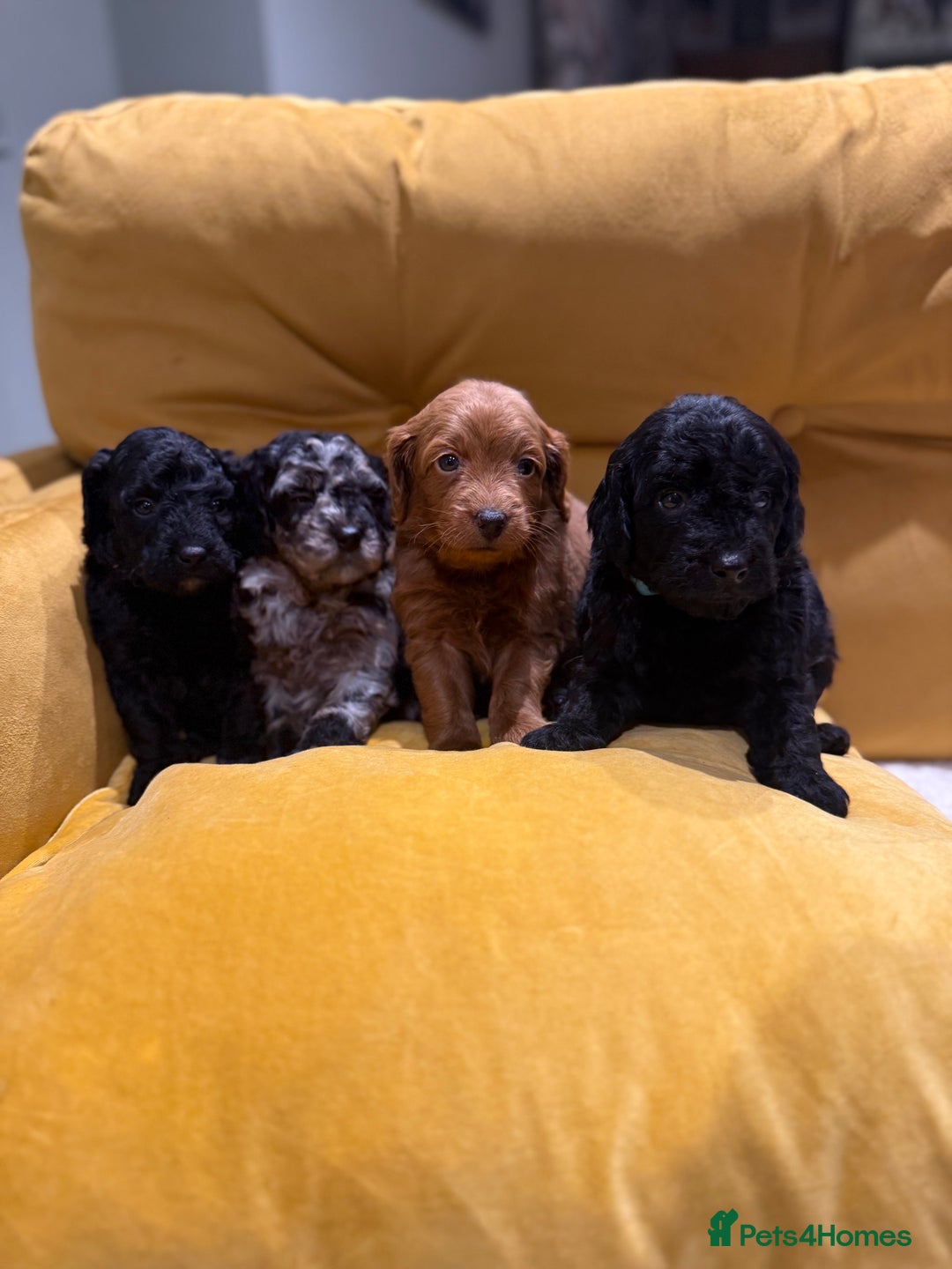 Cockapoo dogs for sale: cockapoos  - Advert 1