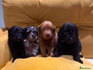 Cockapoo dogs for sale: cockapoos - Advert 1