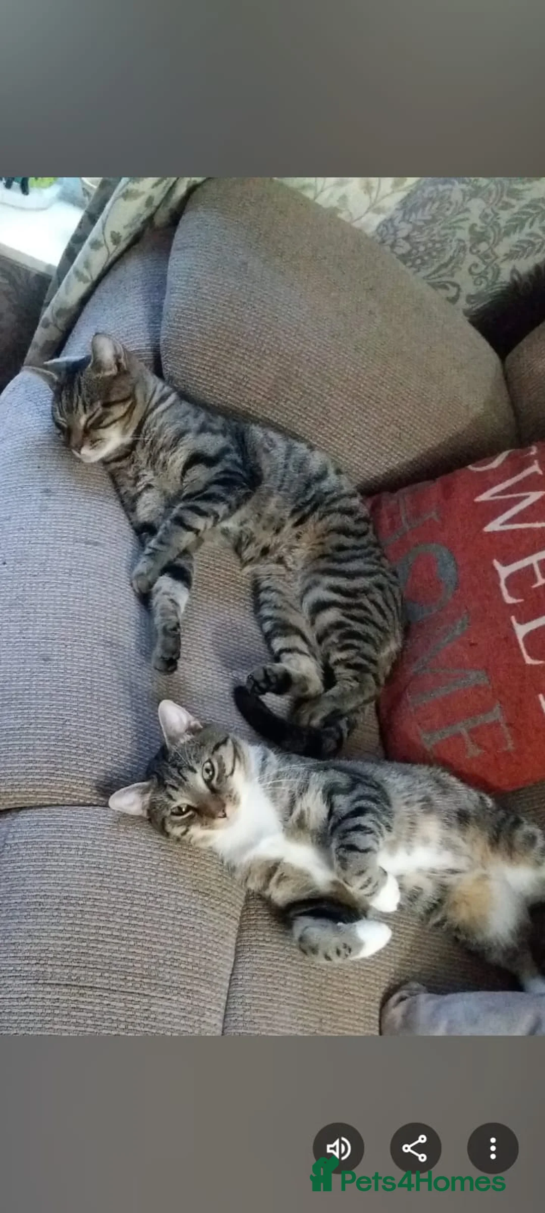 Mixed Breed cats for adoption: Bonded Brothers - 6 yrs - Loving, Playful, cheeky - Advert 2
