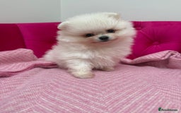 Pomeranian dogs for sale: READY 2nd August KC White Teddy Bear Poms - Image 14