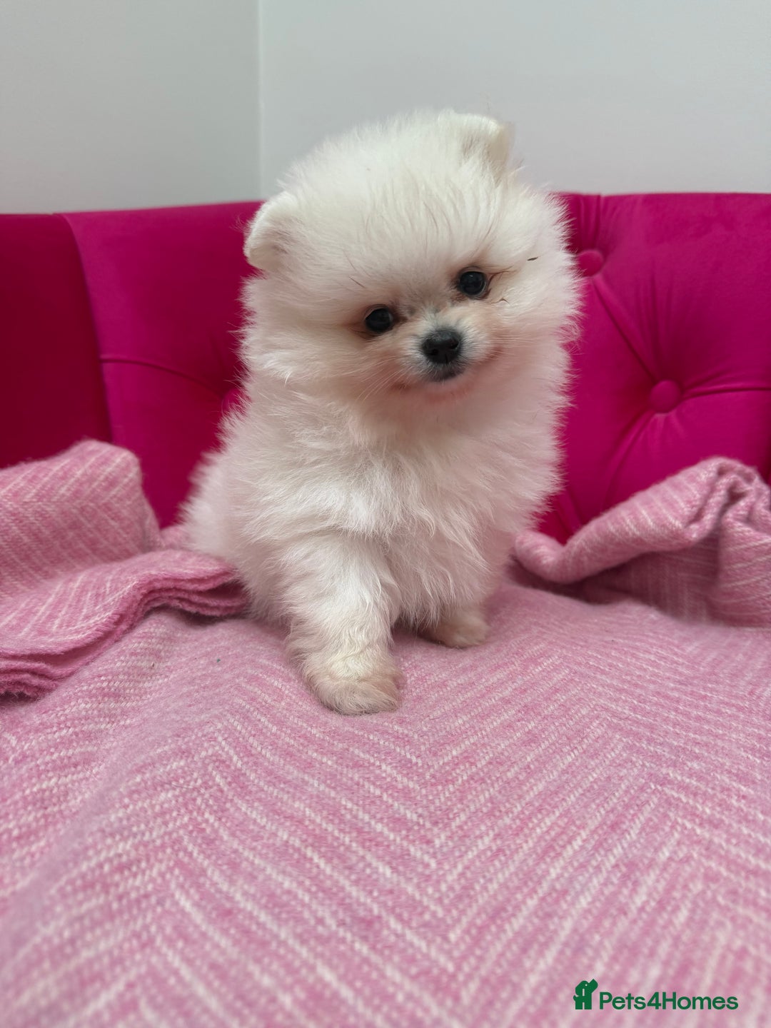 Pomeranian dogs for sale: READY 2nd August KC White Teddy Bear Poms - Image 14