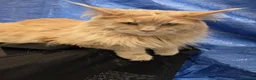Maine Coon cats for sale: Beautiful little of Maine Coon kittens  - Advert 5