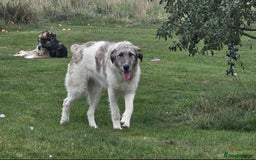 Mixed Breed dogs for adoption: Perfect PICKLE - Image 11