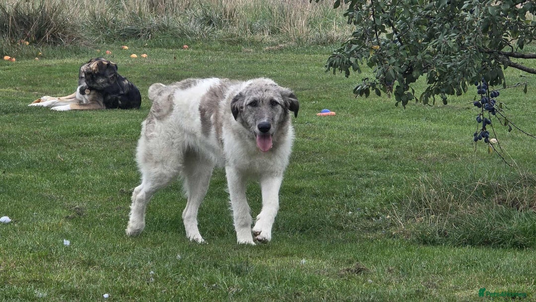 Mixed Breed dogs for adoption: Perfect PICKLE - Image 11