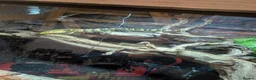 Monitor reptiles for sale: Cumingi water monitor in Barnsley - Advert 3
