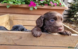 Cocker Spaniel dogs for sale: Cocker Spaniel Puppies - KC Registered  - Image 11