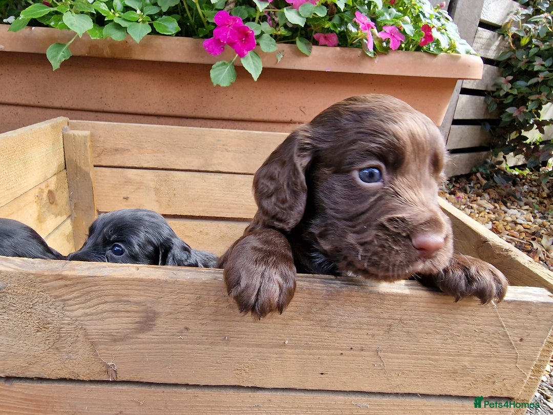 Cocker Spaniel dogs for sale: Cocker Spaniel Puppies - KC Registered  - Image 11