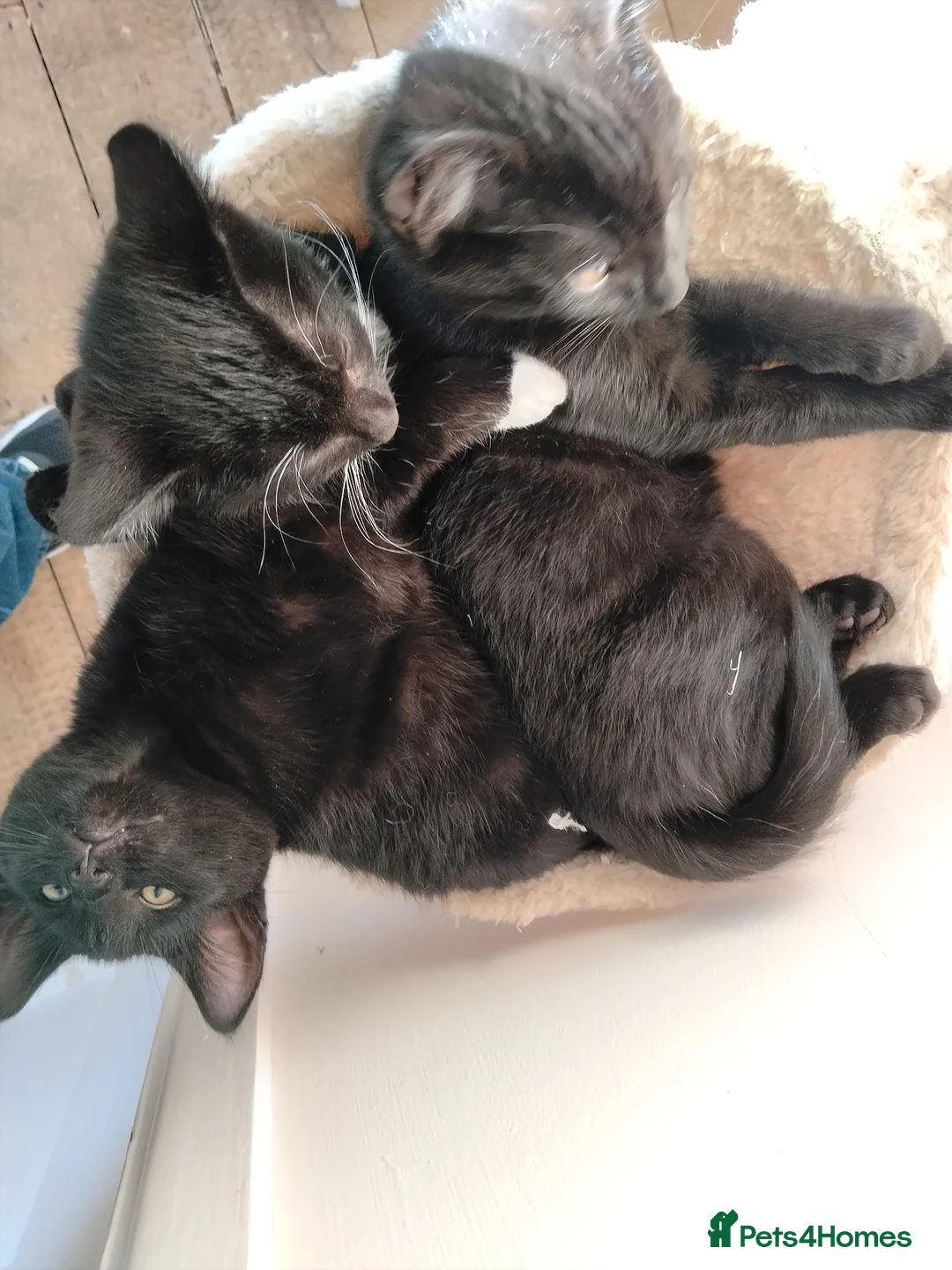 Mixed Breed cats for sale: Friendly and Playful Kittens for Sale - Advert 1