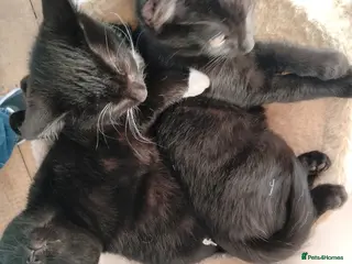 Mixed Breed cats Friendly and Playful Kittens for Sale - Advert 1
