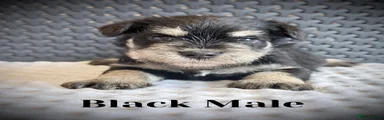 Miniature Schnauzer 2