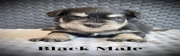 Miniature Schnauzer dogs for sale: Adorable Black & silver miniature schnauzers  - Advert 8