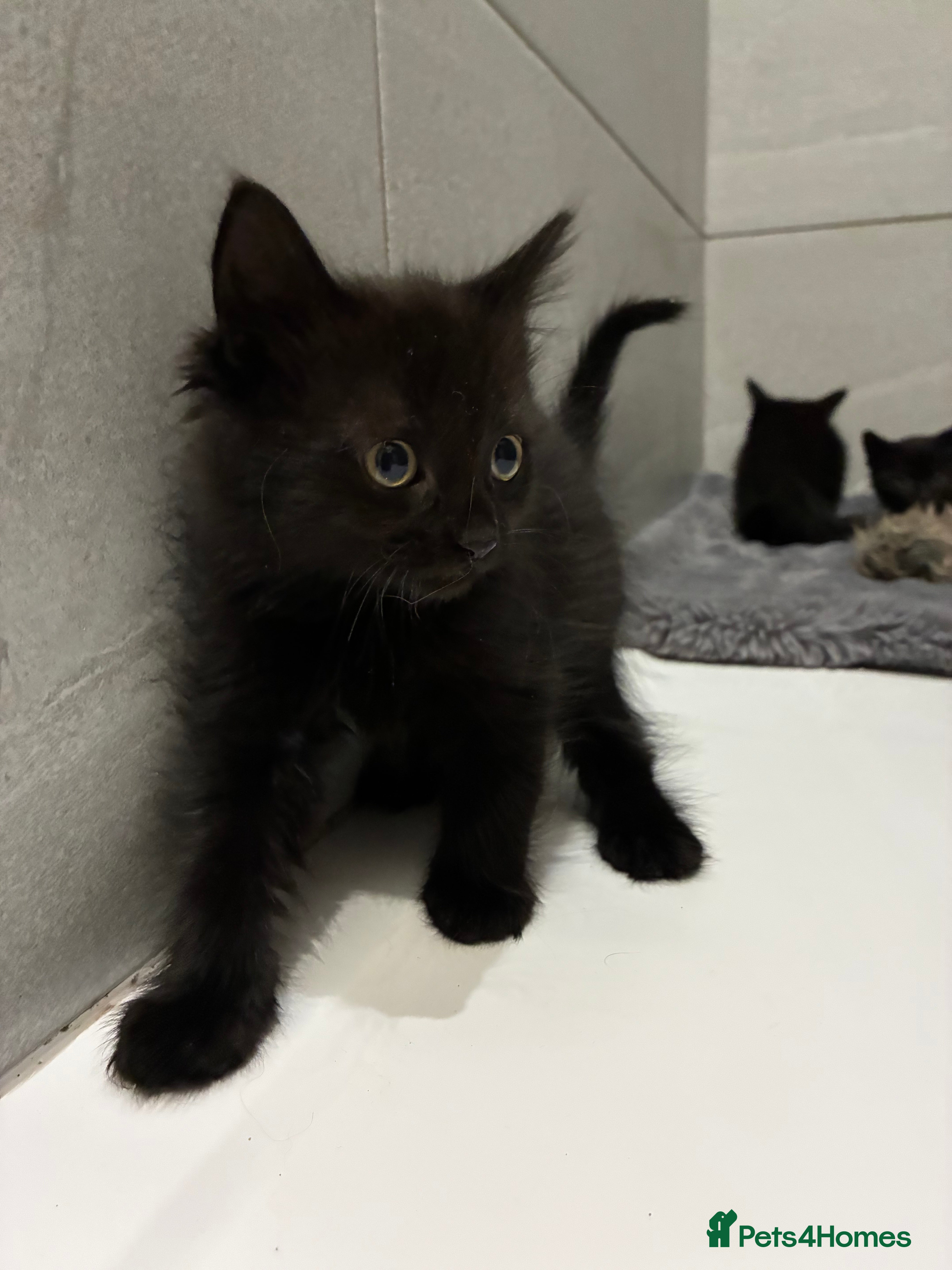 Mixed Breed cats 8week old girls ready for new homes❤️ - Advert 4