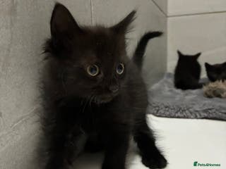 Mixed Breed cats 8week old girls ready for new homes❤️ - Advert 4