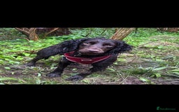 Cocker Spaniel dogs for sale: Beautiful rosie - Image 2